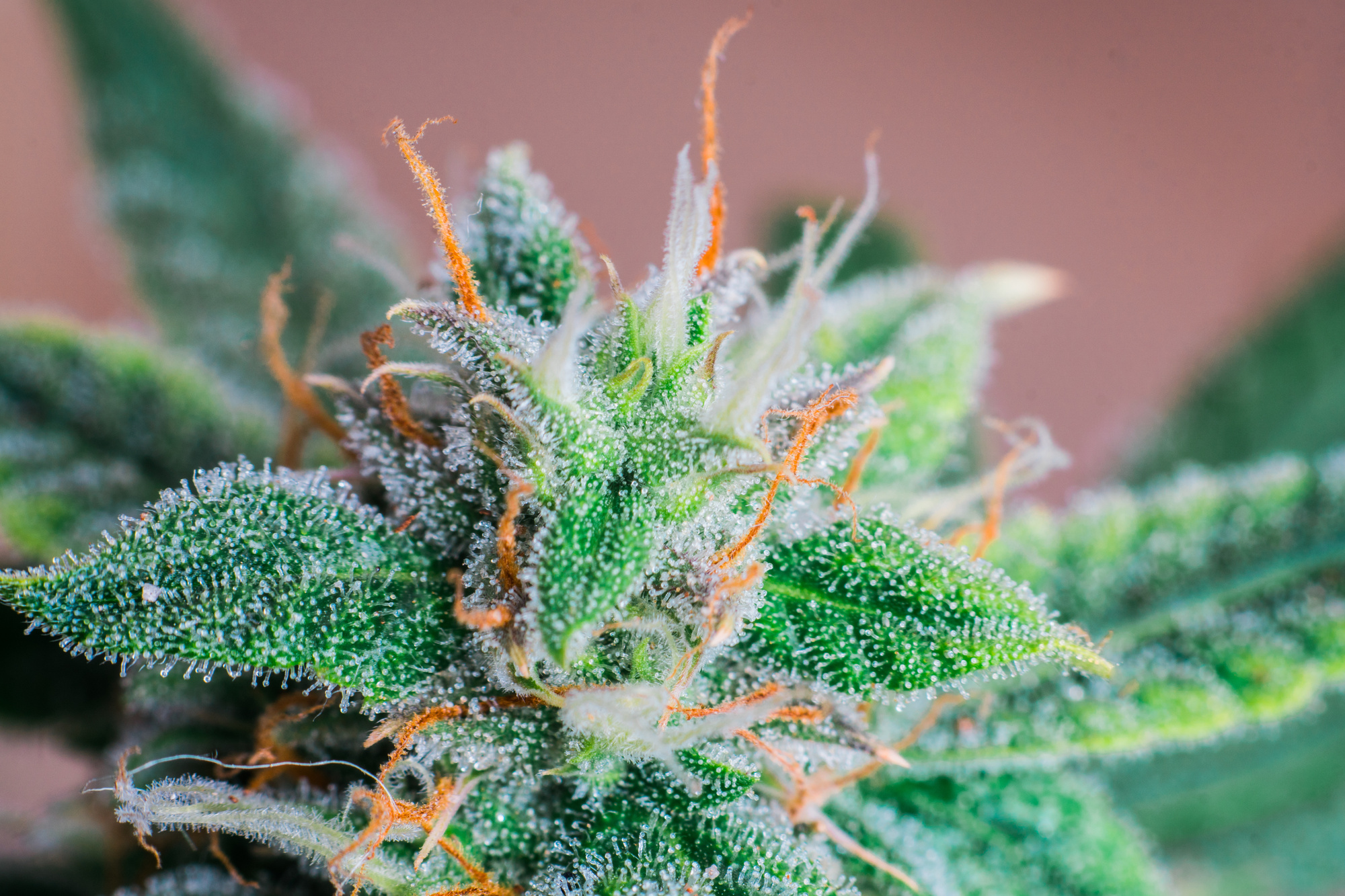 A Beginner’s Guide to Cannabis Flowering Stages