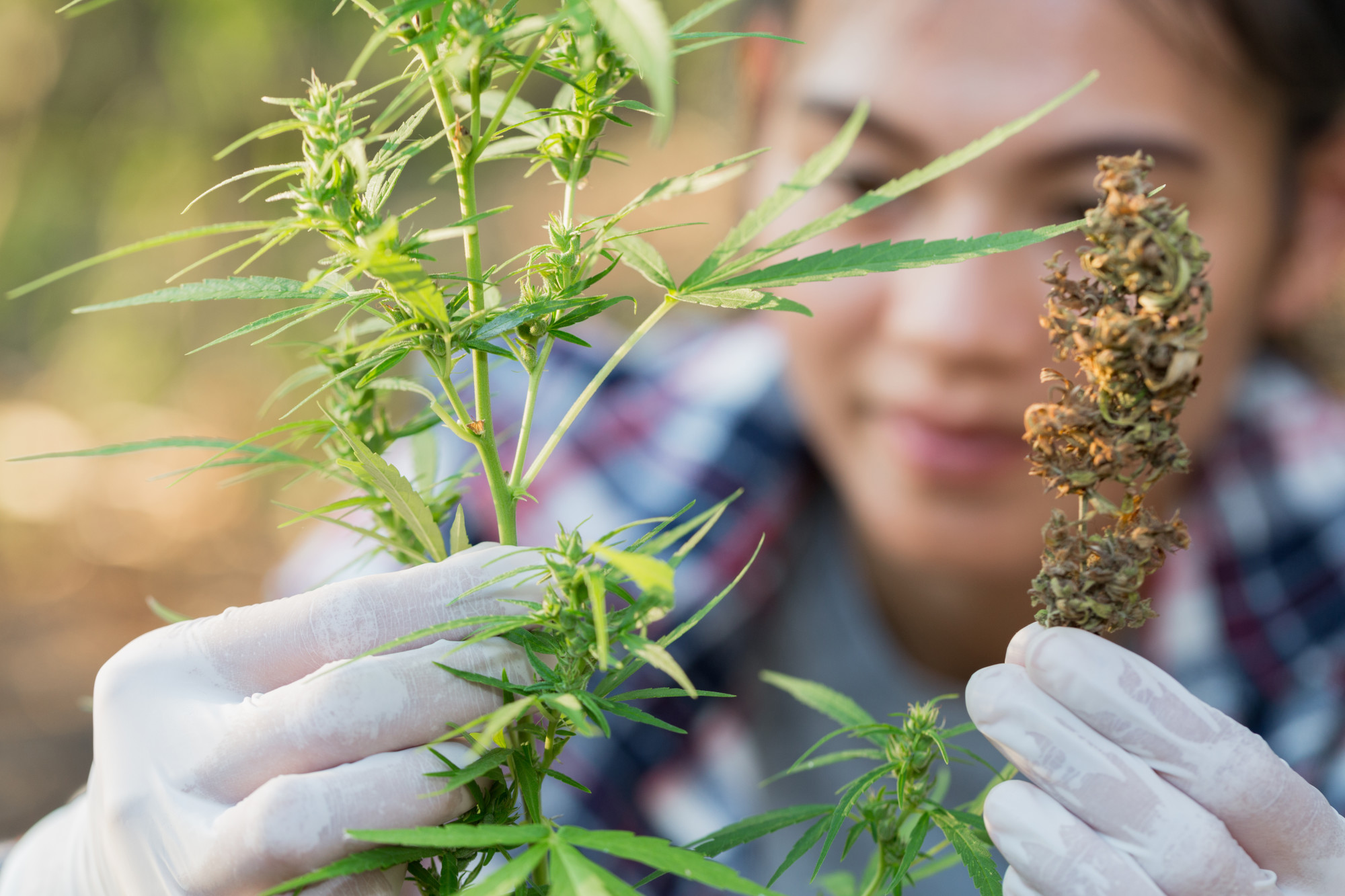 What’s the Main Difference Between Hemp and Marijuana?