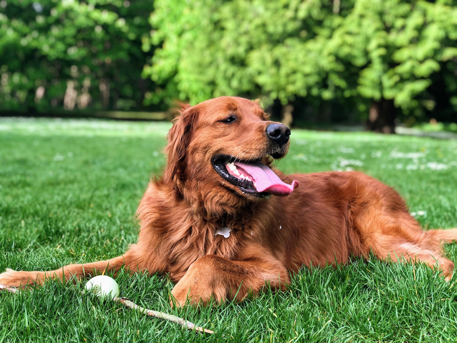 Know the Dog-Friendly Parks