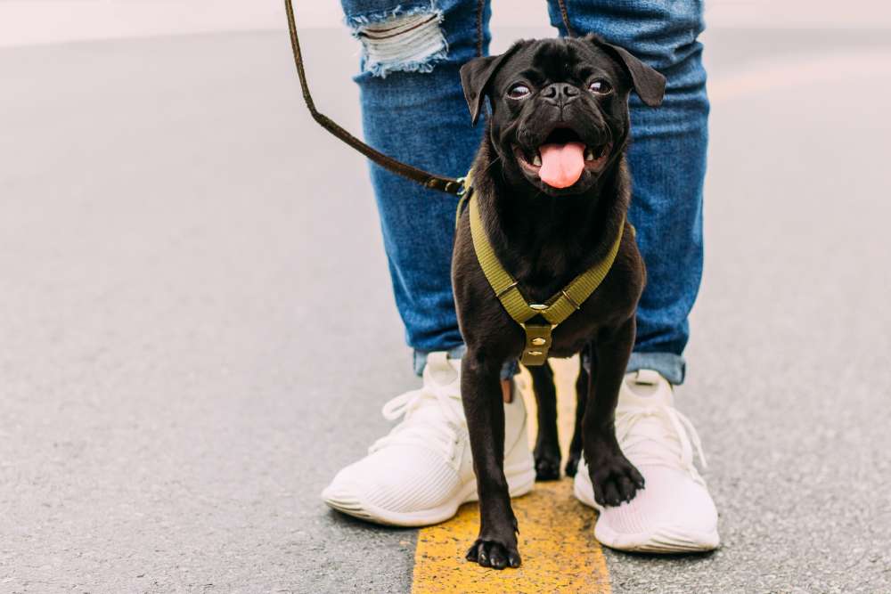 Maximizing the Benefits of Dog Walking